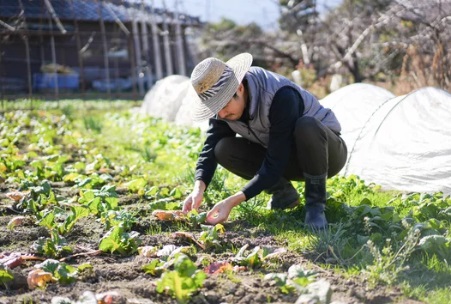 綾瀬はるか 兄 大学